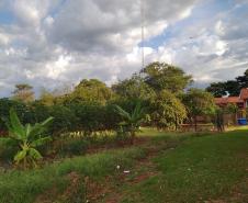 O projeto "Agrofloresta na escola