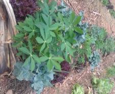 O projeto "Agrofloresta na escola