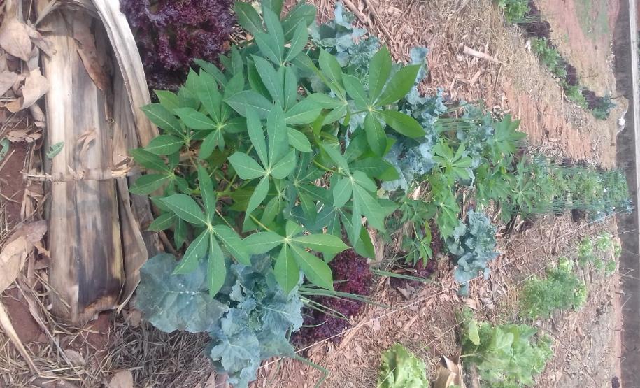 O projeto "Agrofloresta na escola O projeto "Agrofloresta na escola